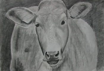 Pencil drawing of a cow by Peter Heywood