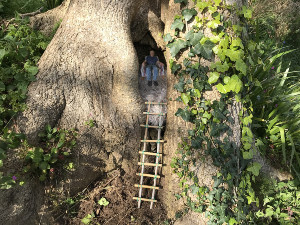 Home in a hollow ash tree