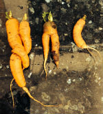 Carrots for No One's Perfect cast glass sculpture 