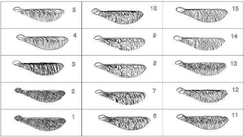 Drawing of sycamore keys